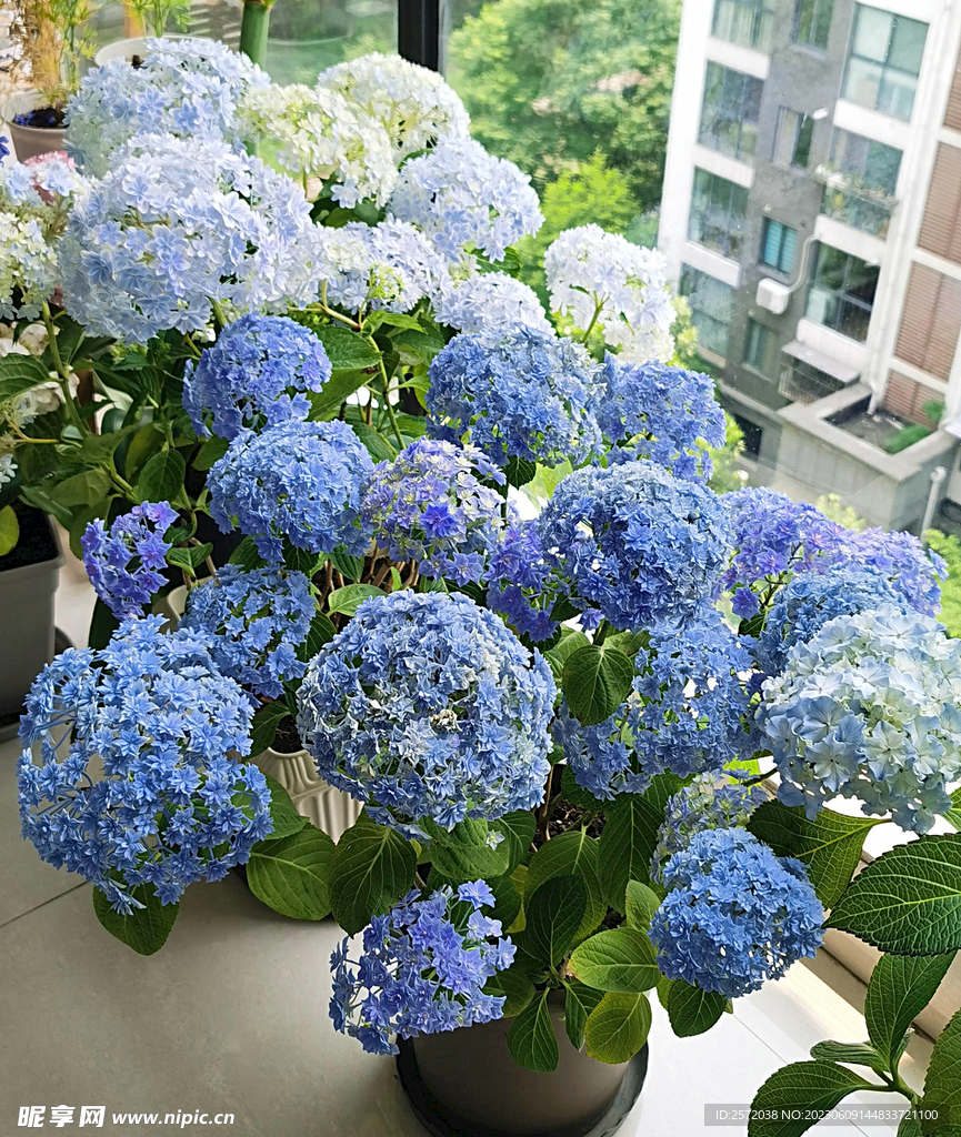 绣球花开