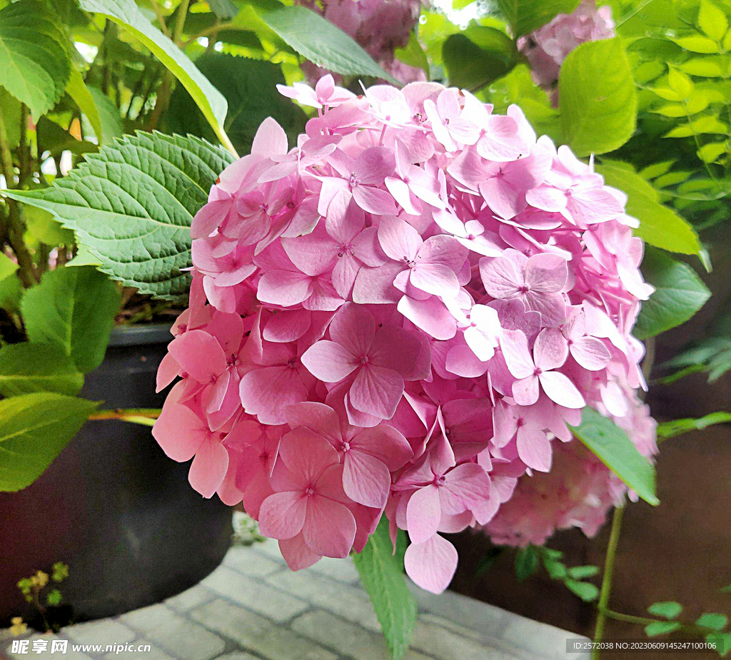 绣球花开