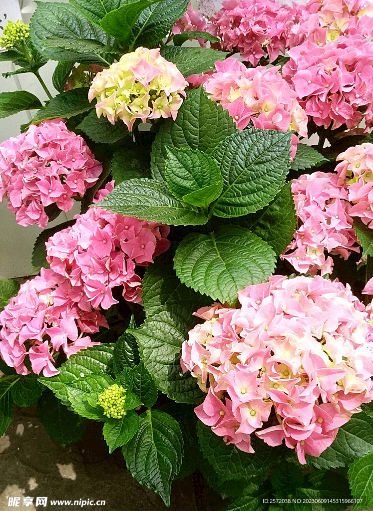绣球花开