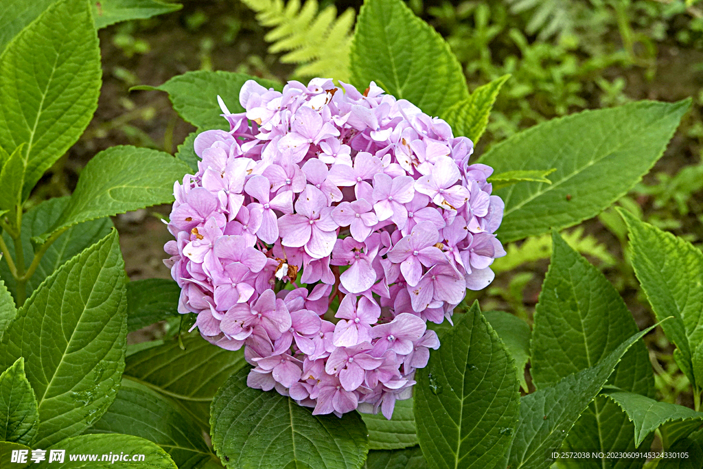 绣球花开