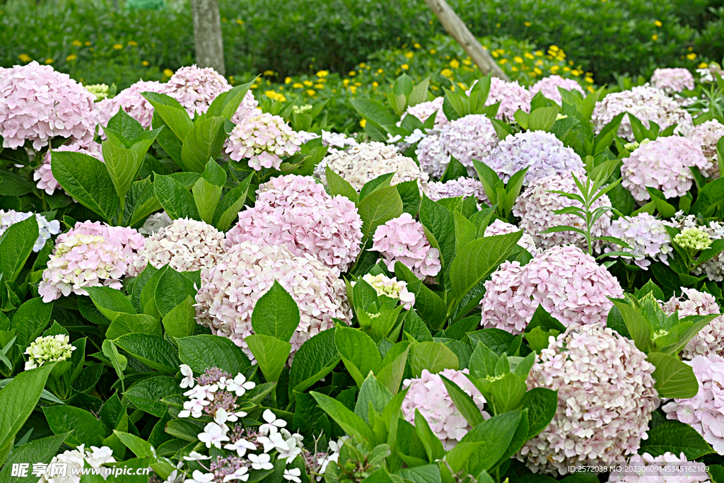 绣球花开
