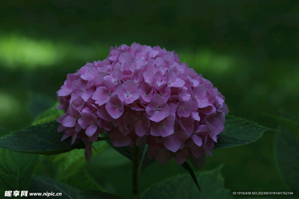 绣球花 
