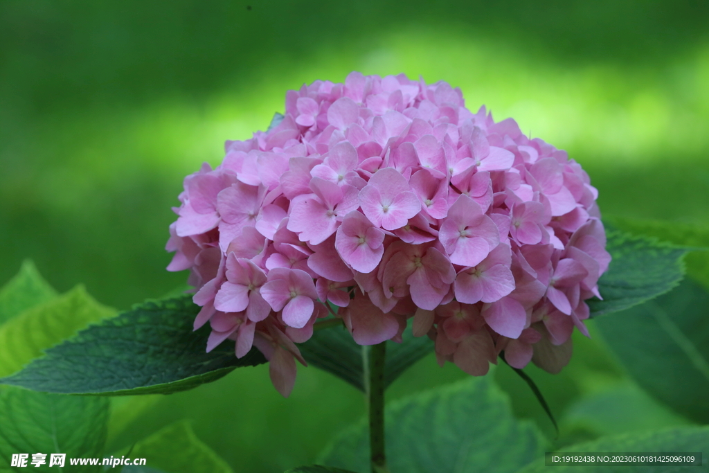 绣球花 