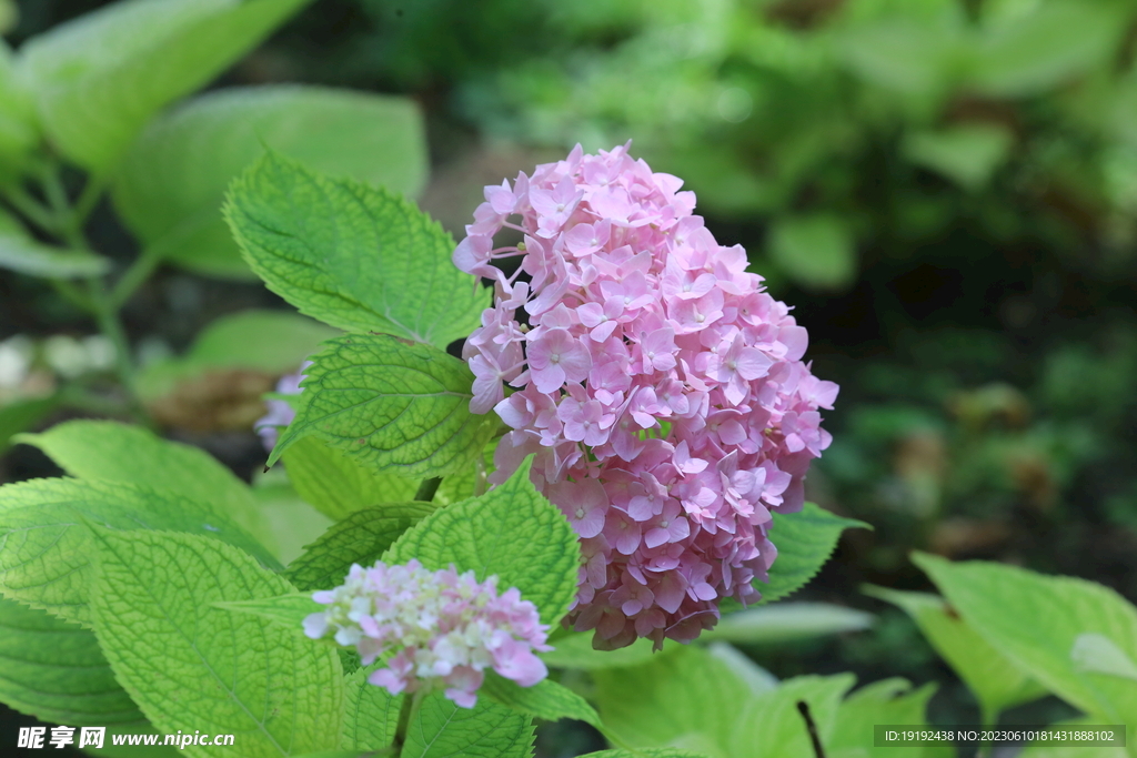 绣球花