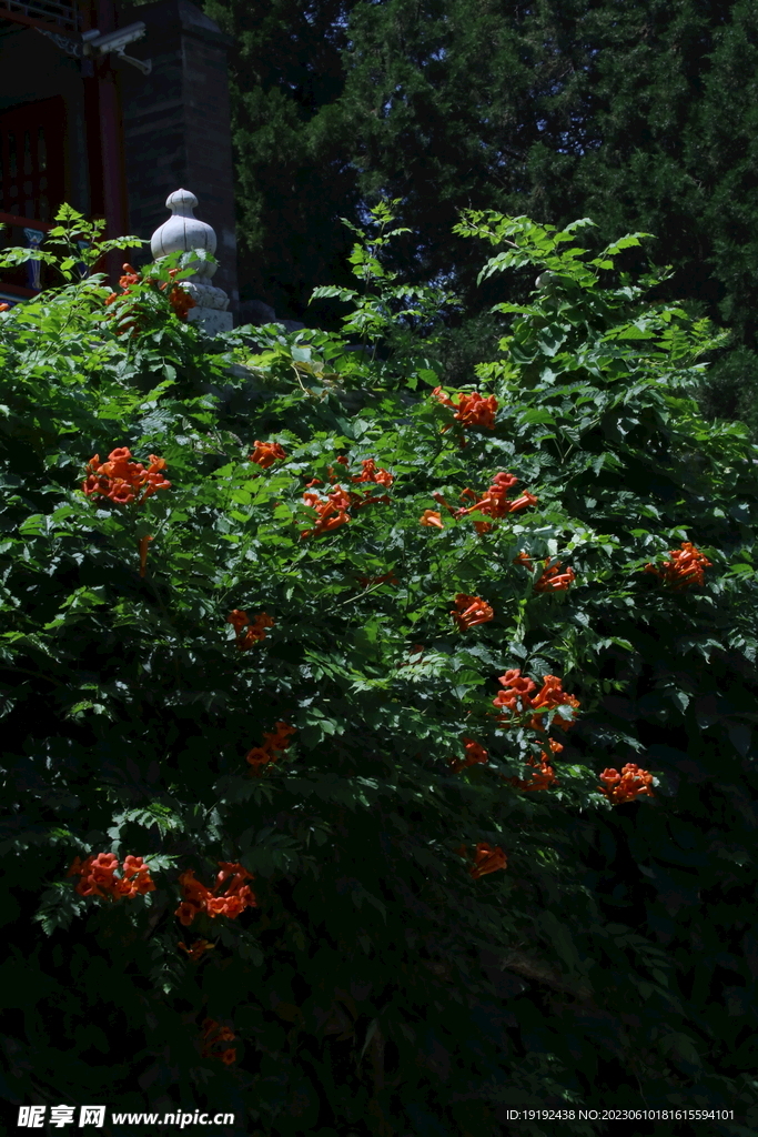 凌霄花 