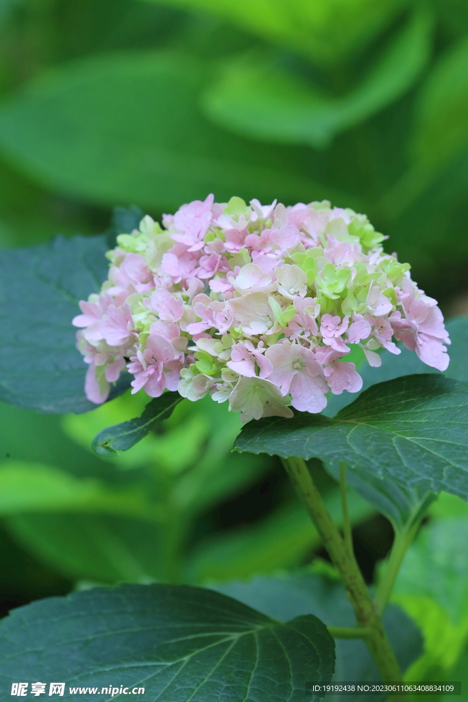 绣球花 