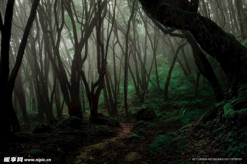 丛林雨林背景