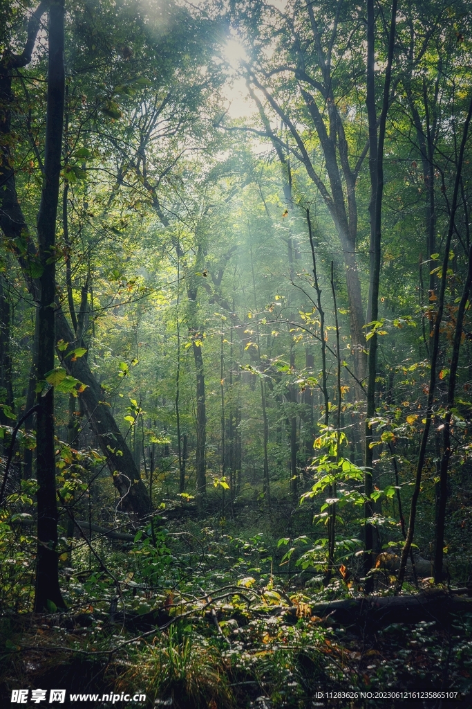 丛林雨林图片