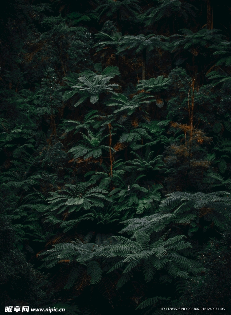 热带雨林