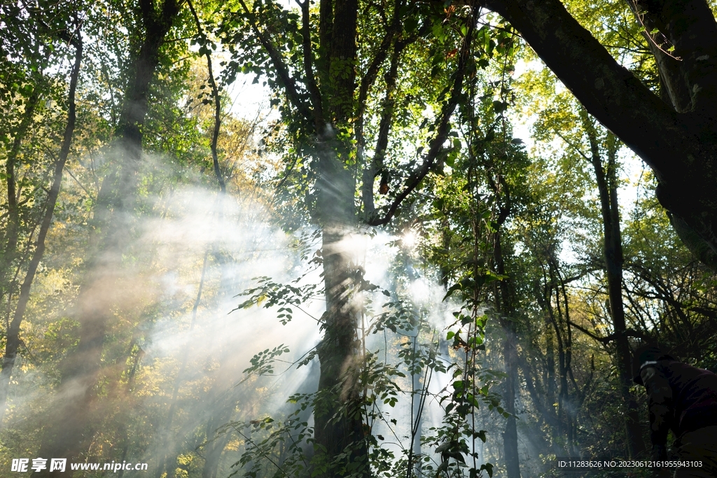 热带雨林
