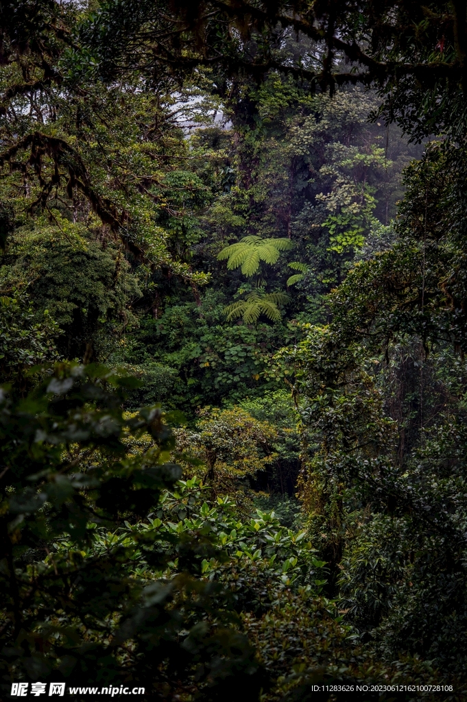 丛林雨林图片