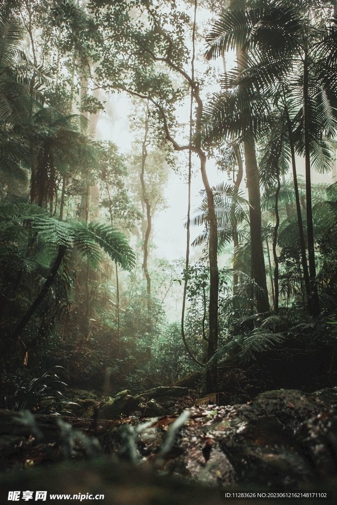 丛林雨林背景