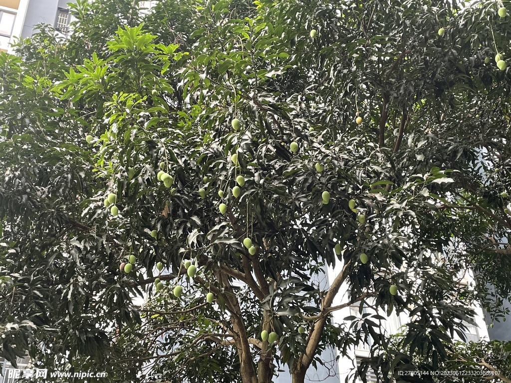 芒果树