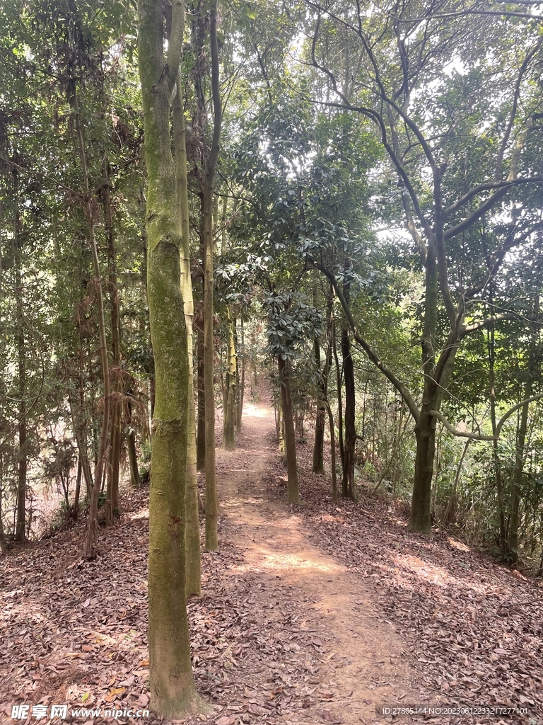 森林道路