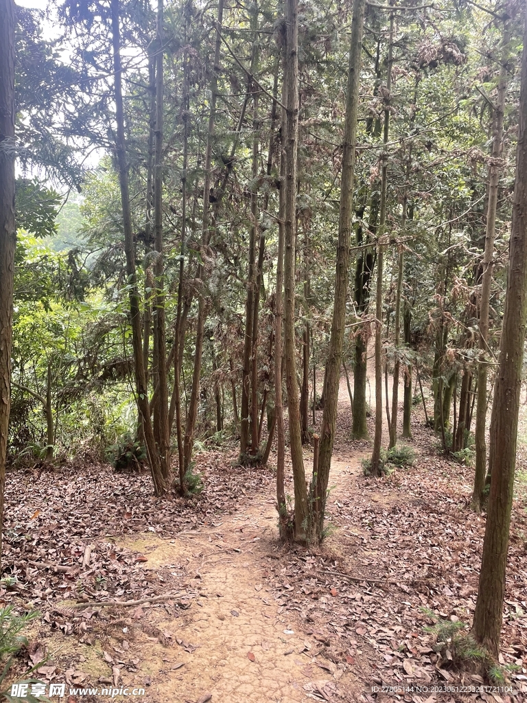 杉木