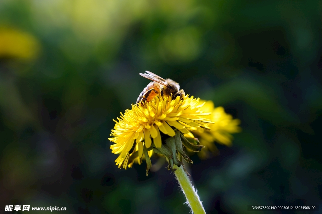 蒲公英上的蜜蜂