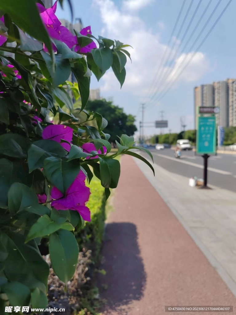 三角梅