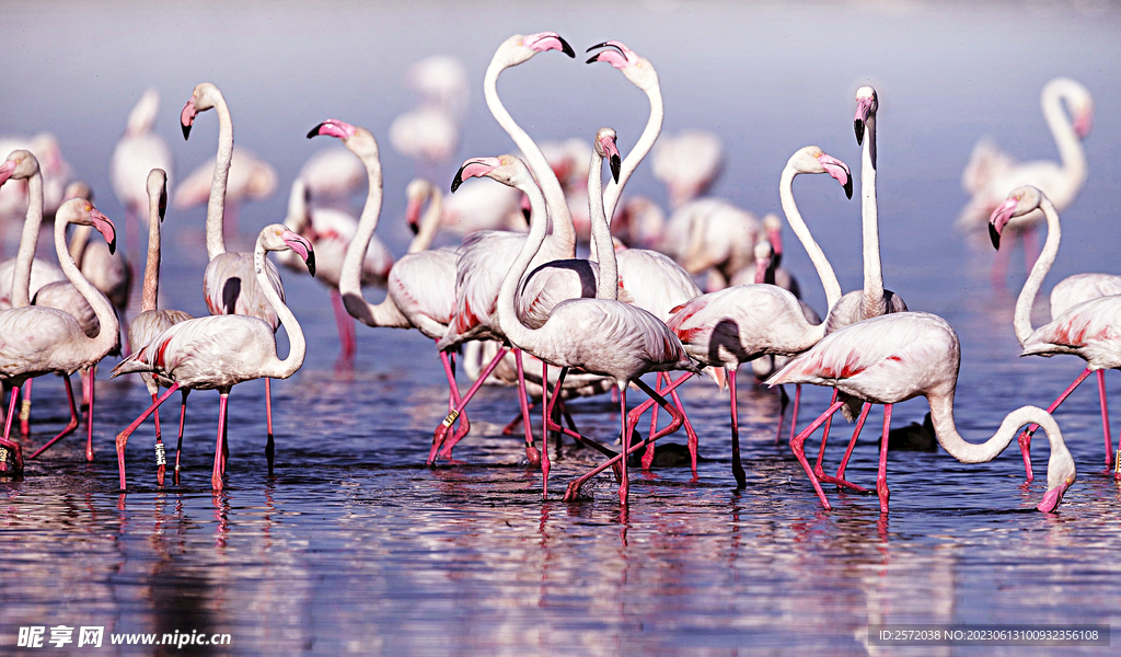 火烈鸟图