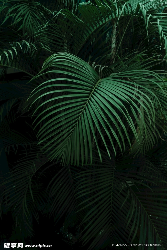 热带植物背景