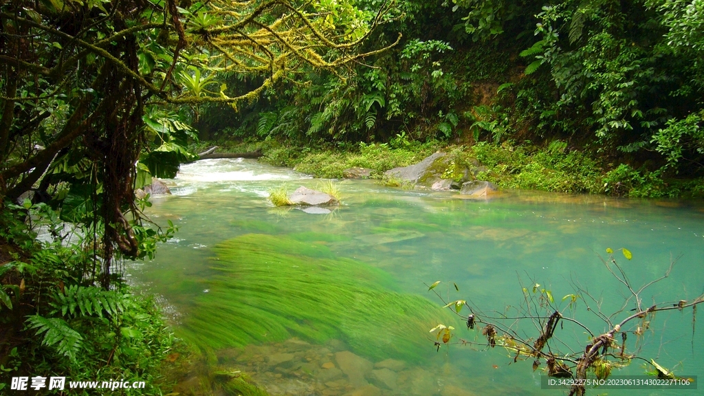 热带雨林风景