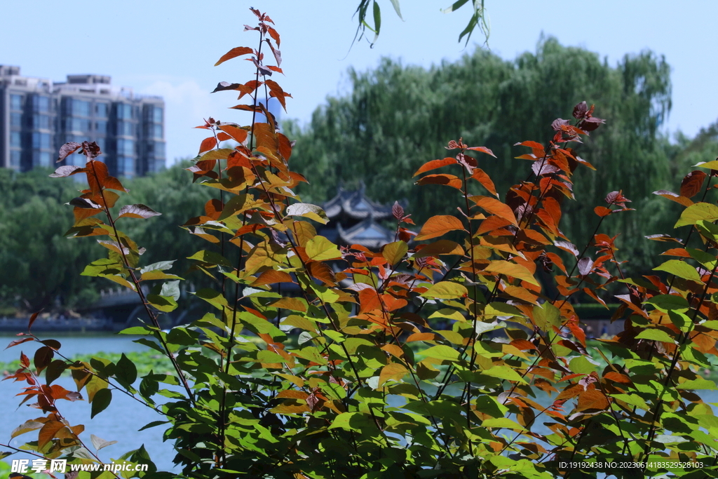 陶然亭风景