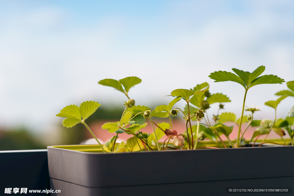 草莓幼苗