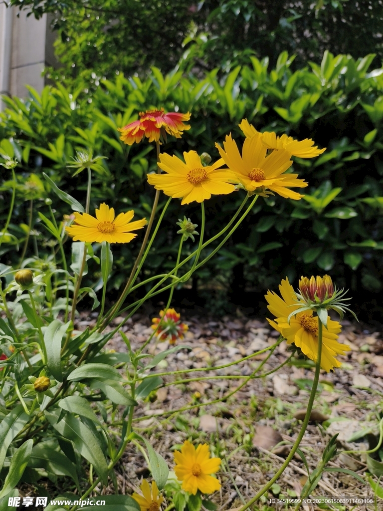 黄色花朵素材