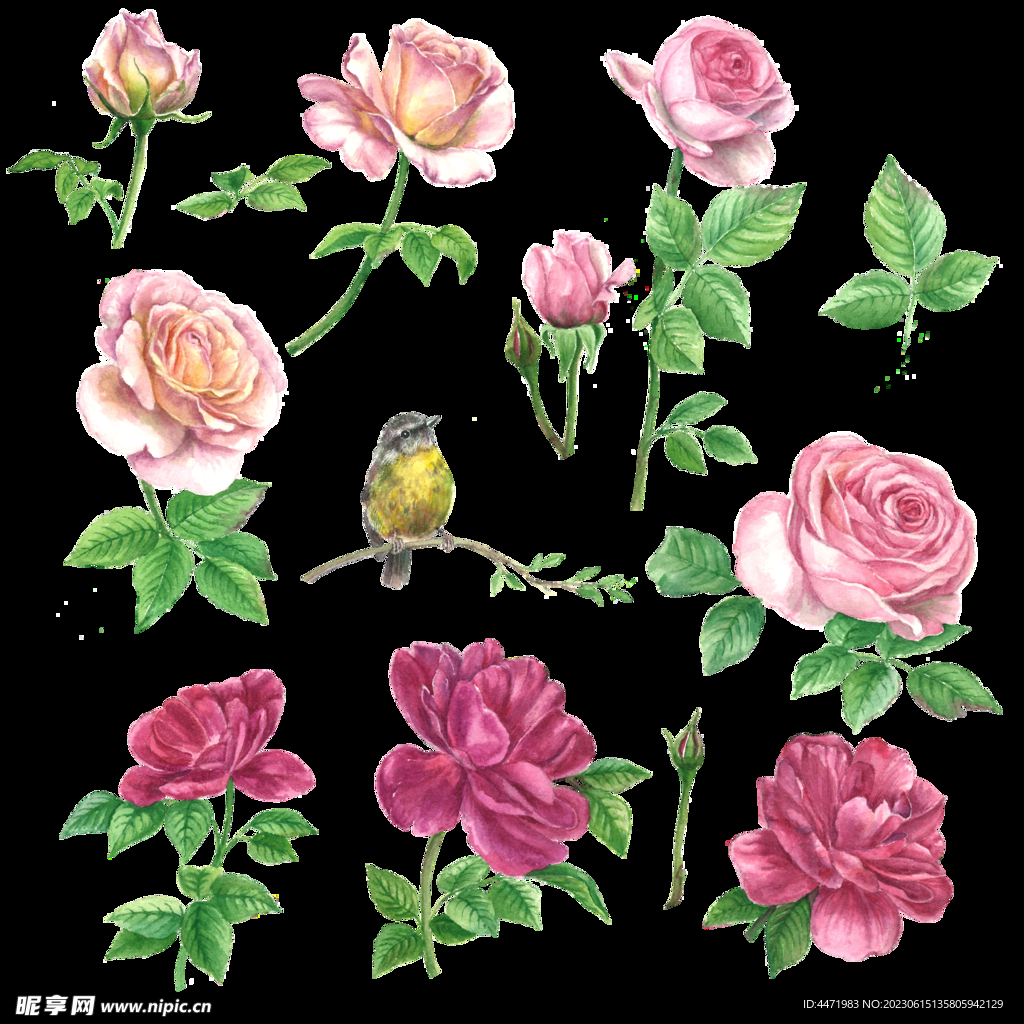玫瑰花卉psd