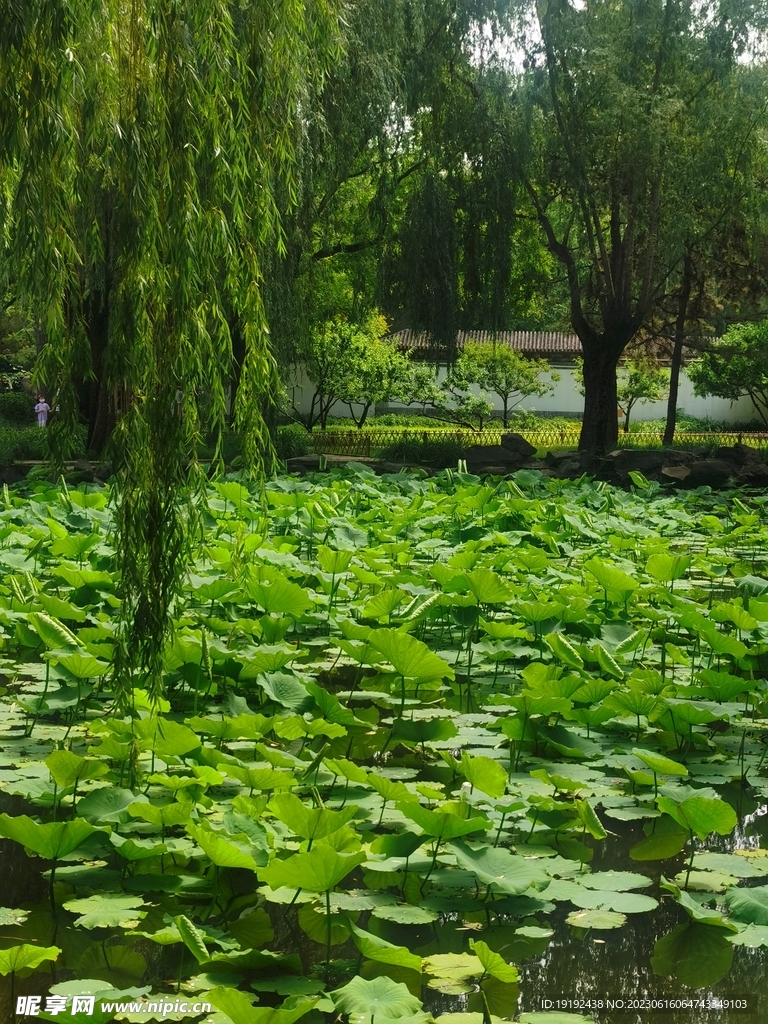 公园风景 