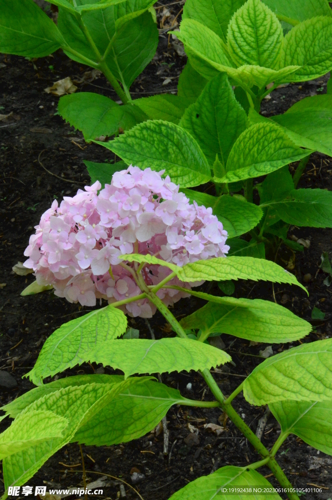 绣球花 