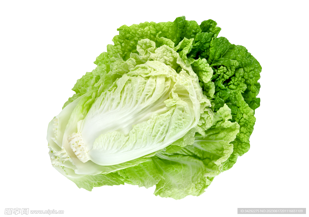 大白菜