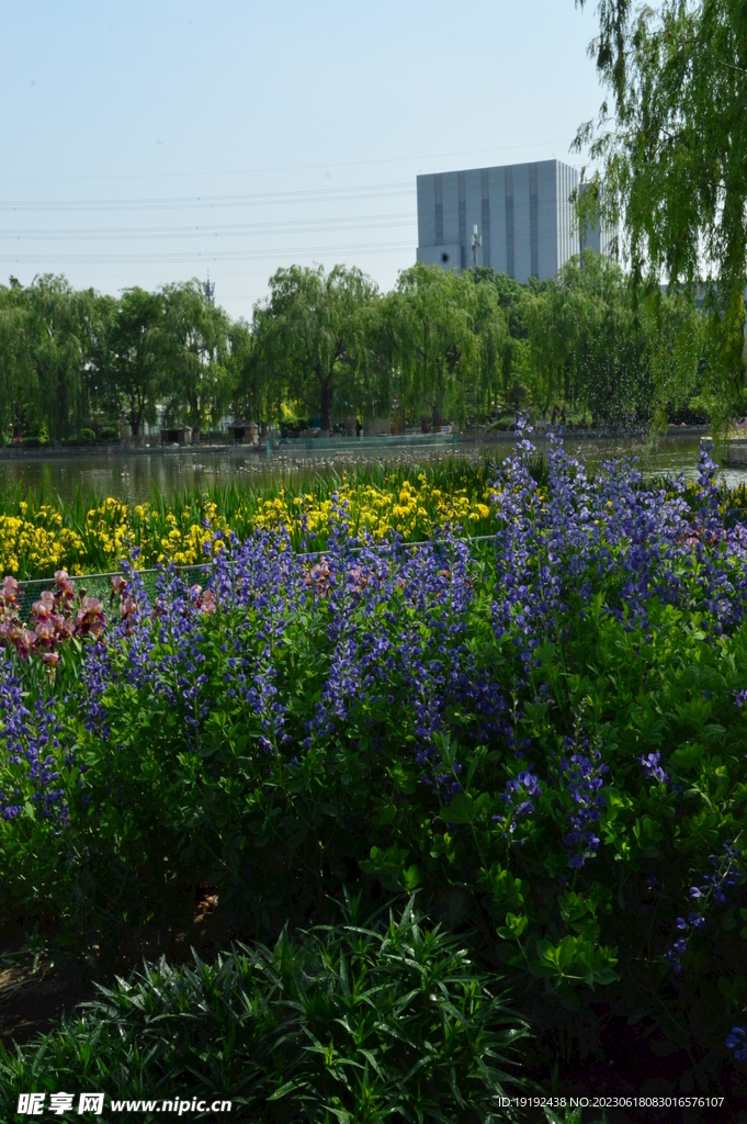 公园风景