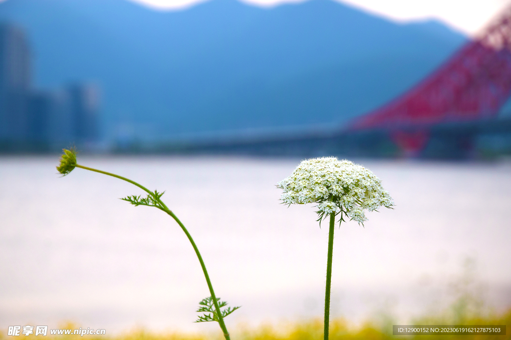 梅山红桥花海
