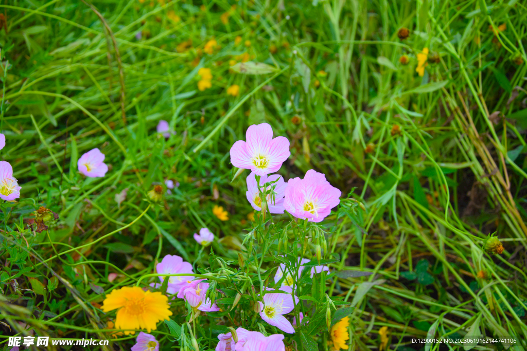 梅山红桥花海
