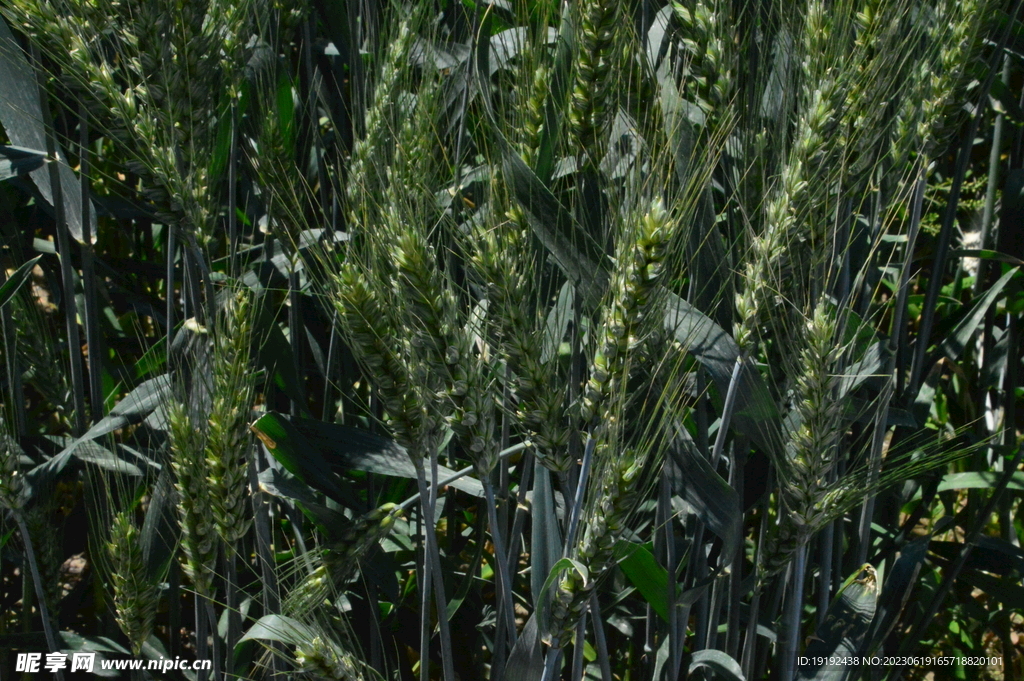 青小麦 