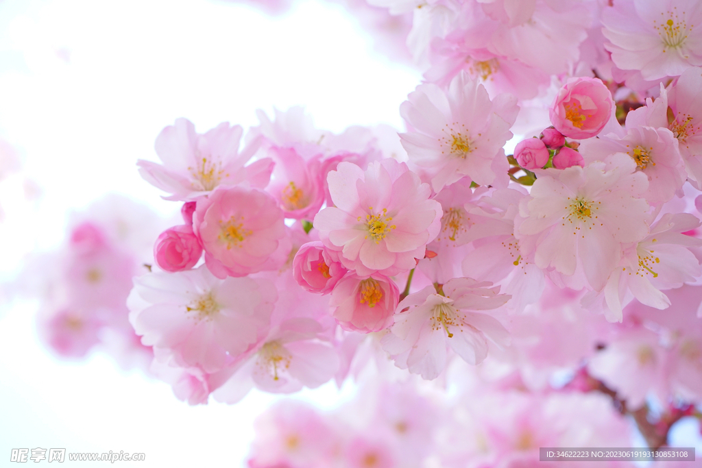 樱花花团锦簇