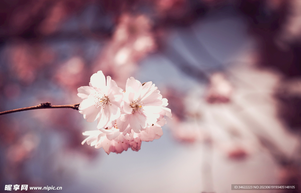 樱花