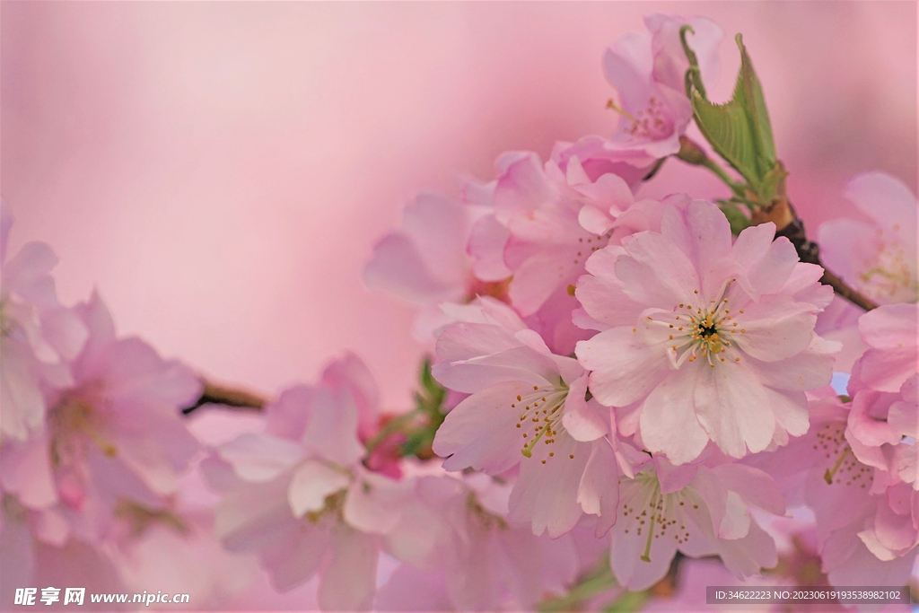 樱花