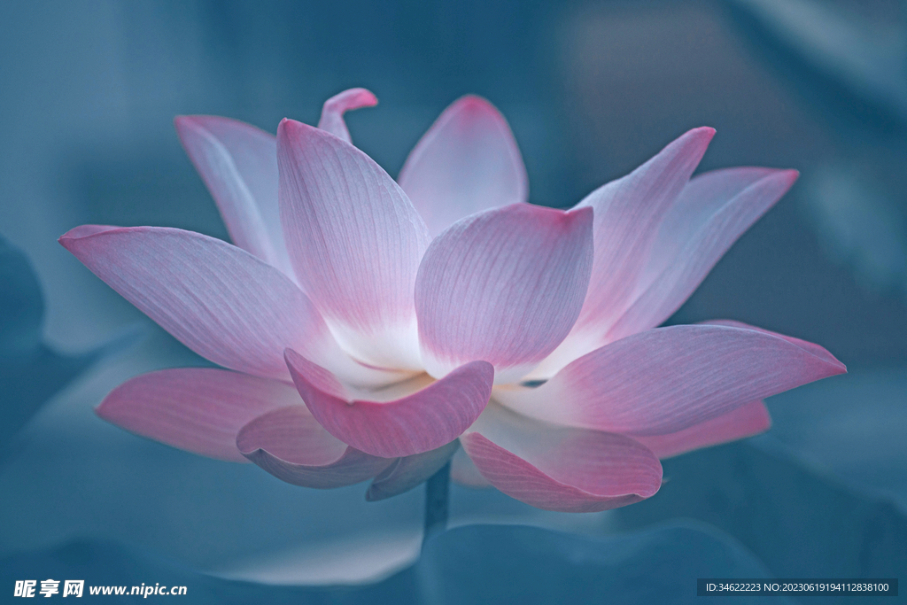 莲花