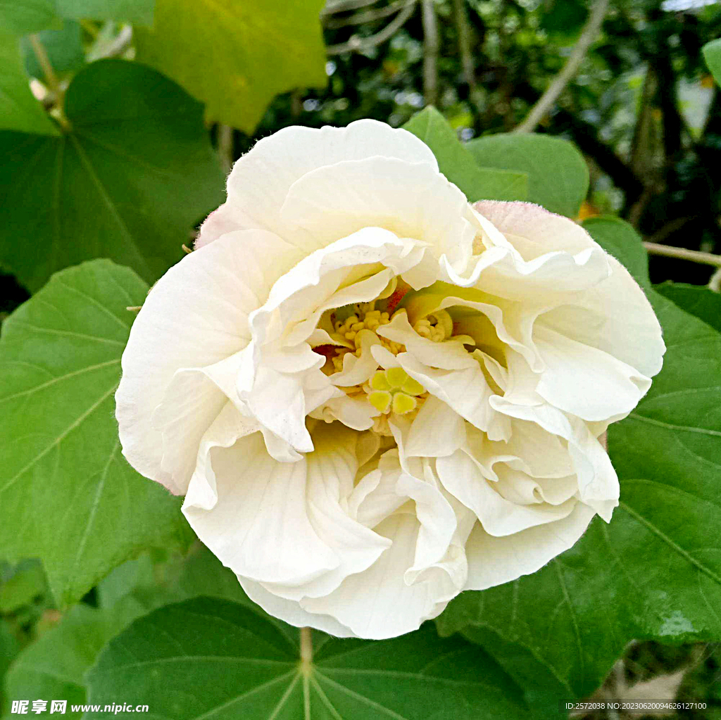 芙蓉花开