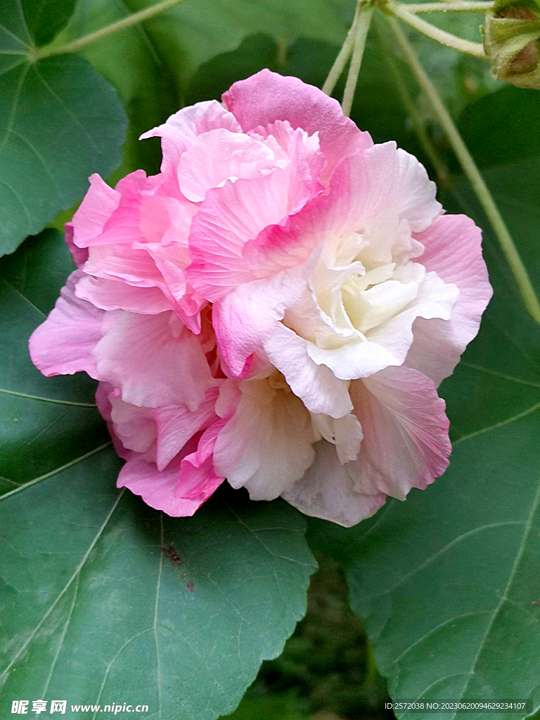 芙蓉花开
