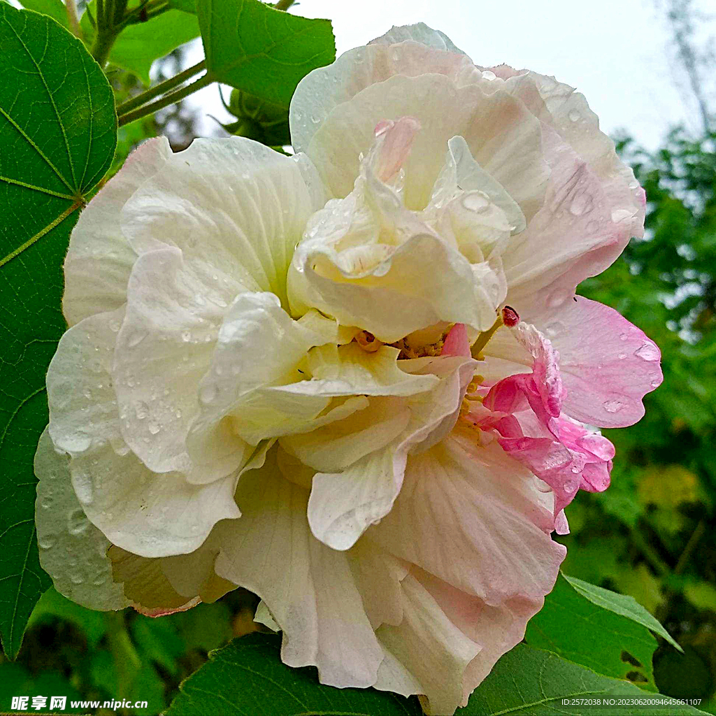 芙蓉花开