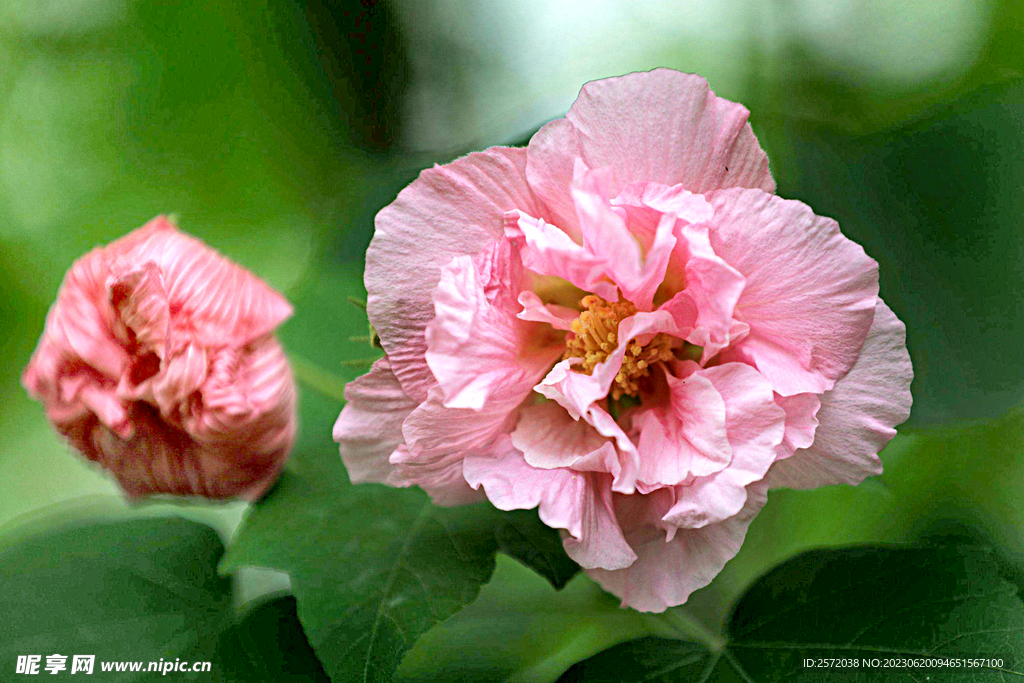 芙蓉花开