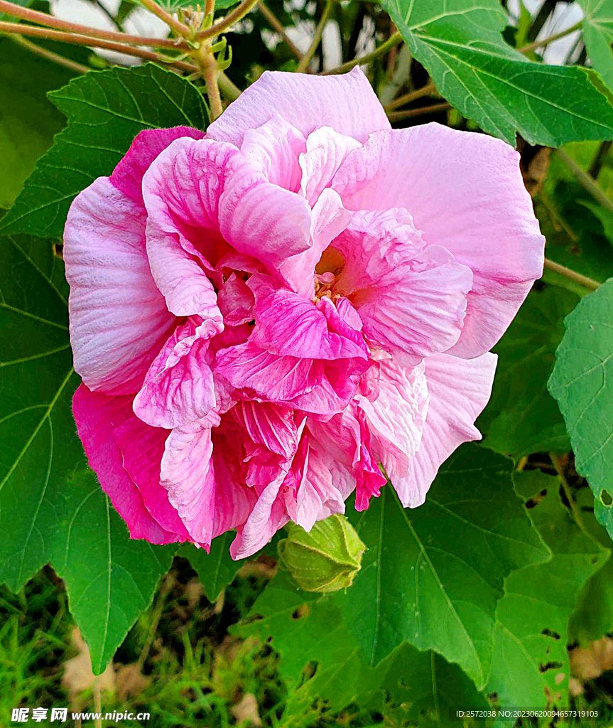 芙蓉花开