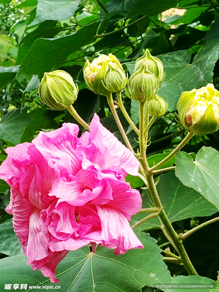 芙蓉花开