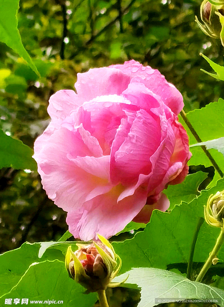 芙蓉花开