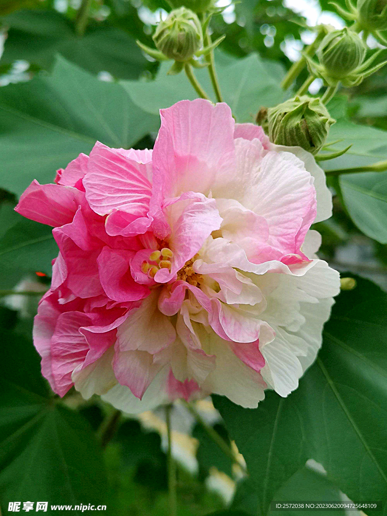 芙蓉花开