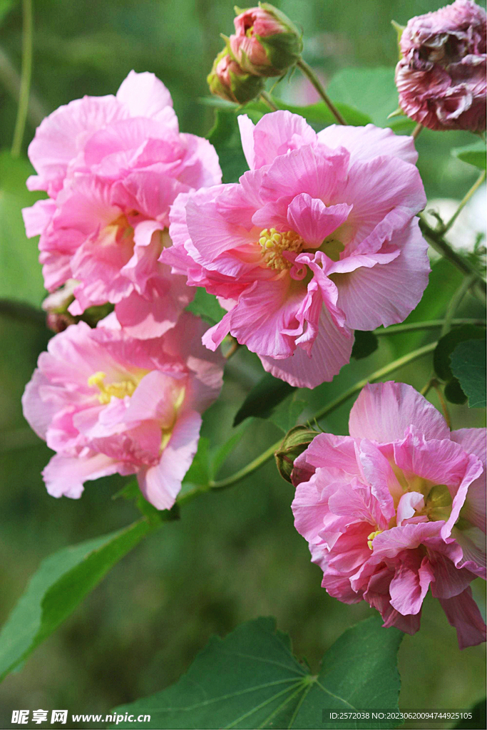 芙蓉花开