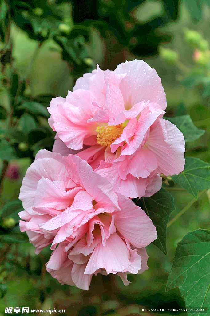 芙蓉花开