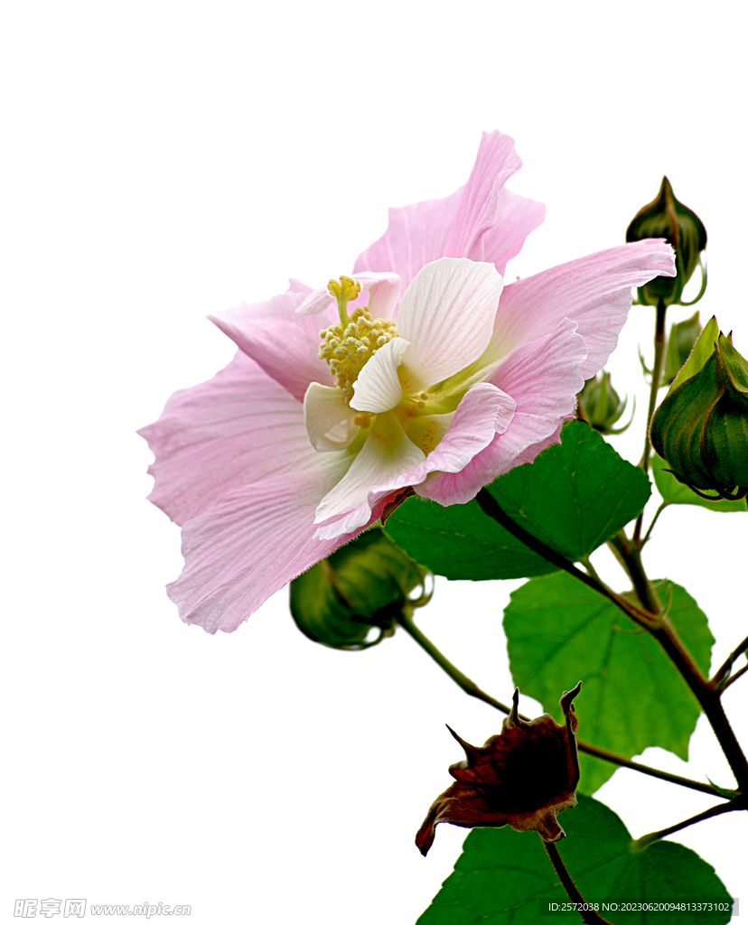芙蓉花开